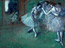 Edgar Degas. A Group of Dancers